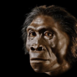 Homininos_img