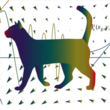 Gato_schrodinger