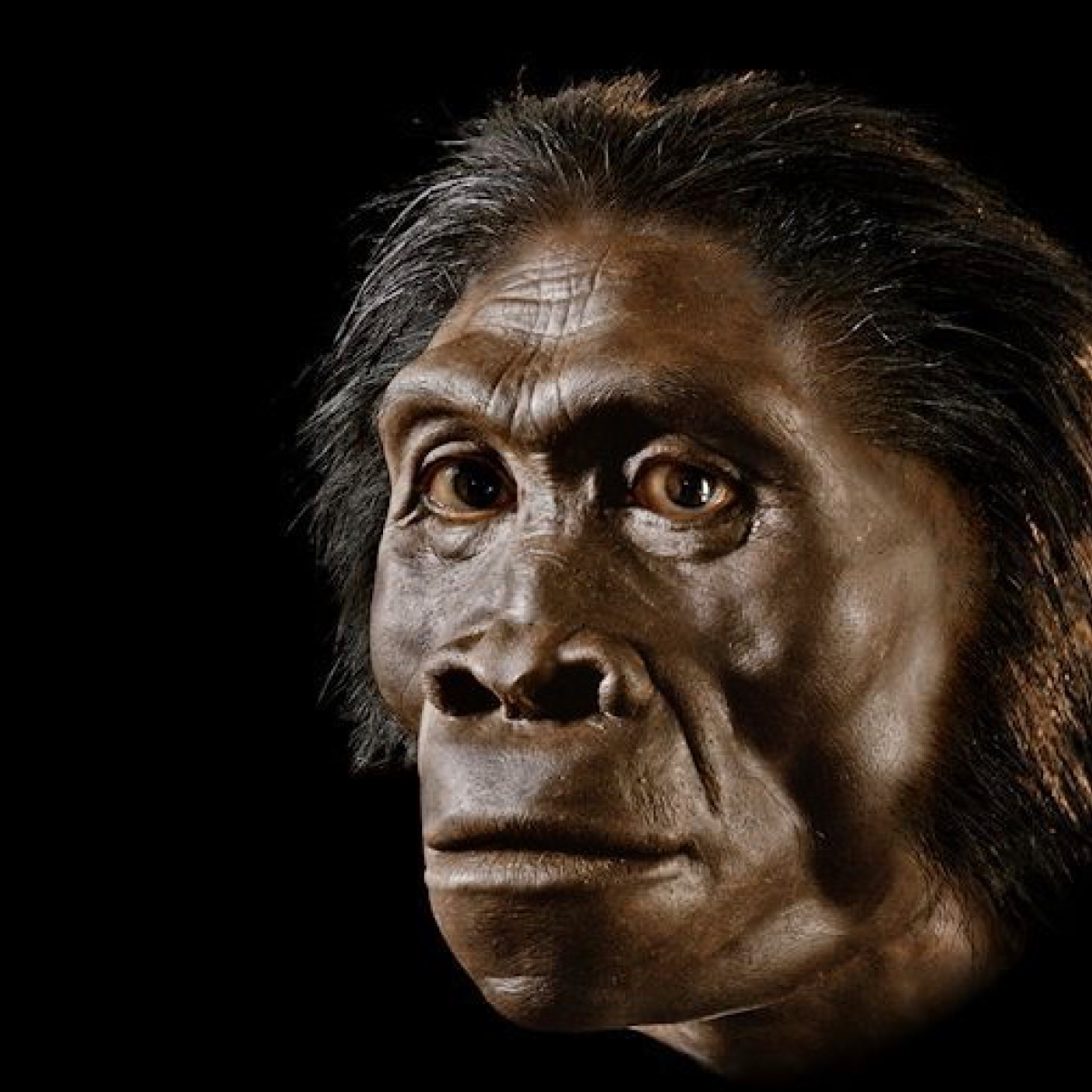 Homininos_img
